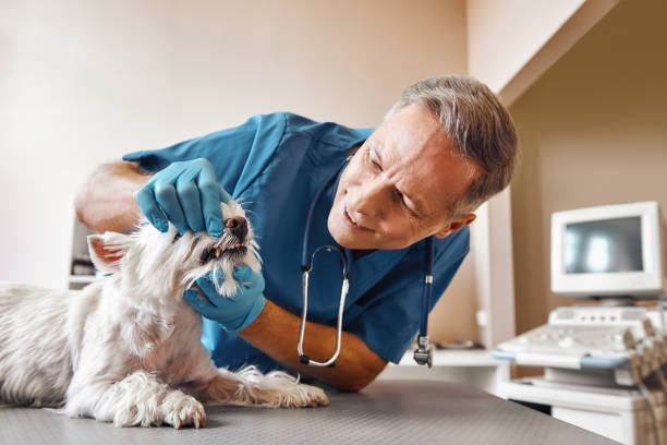 Best Broken or Chipped Tooth Repair in Batavia, IL